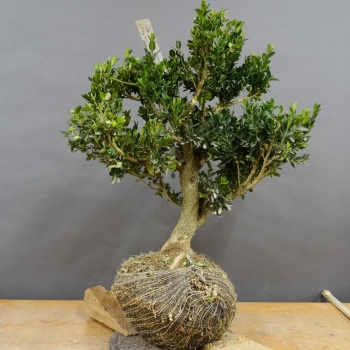Pre-Bonsai, Buxus sempervirens, Buchsbaum