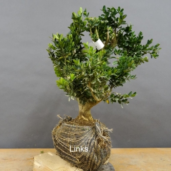 Pre-Bonsai, Buxus sempervirens, Buchsbaum