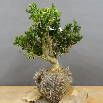 Pre-Bonsai, Buxus sempervirens, Buchsbaum