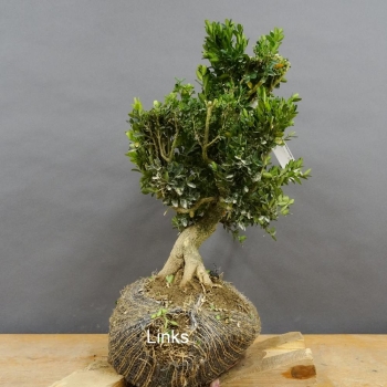 Pre-Bonsai, Buxus sempervirens, Buchsbaum