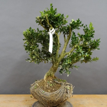 Pre-Bonsai, Buxus sempervirens, Buchsbaum
