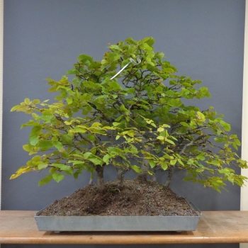Preview: Bonsai, Hainbuche