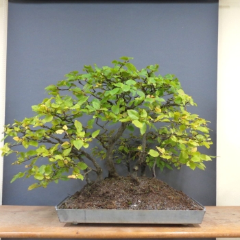 Bonsai, Hainbuche