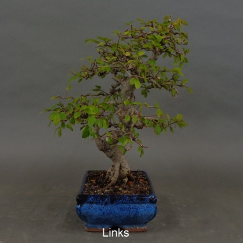 Preview: Bonsai, Feldulme Ulmus minor