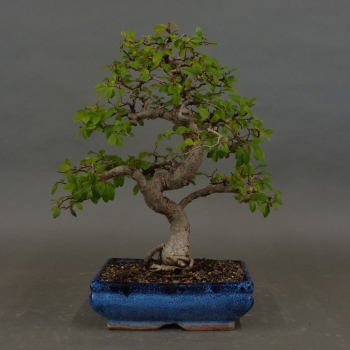 Bonsai, Feldulme Ulmus minor