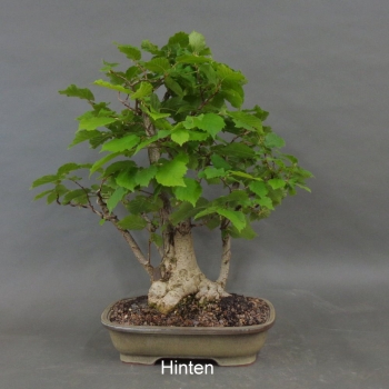 Preview: Hasel Bonsai, hinten