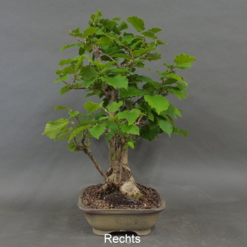 Preview: Hasel Bonsai, rechts