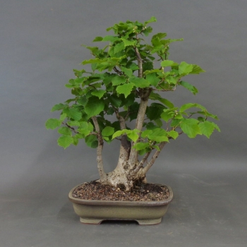 Hasel Bonsai, vorn