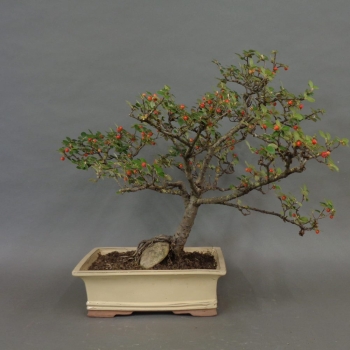 Cotoneaster, divaricatus, Zwergmispel