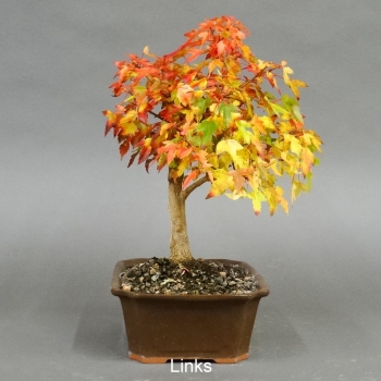 Acer buergerianum links