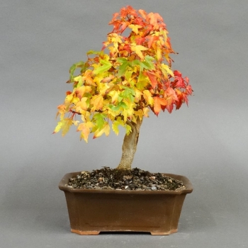 Acer buergerianum vorn