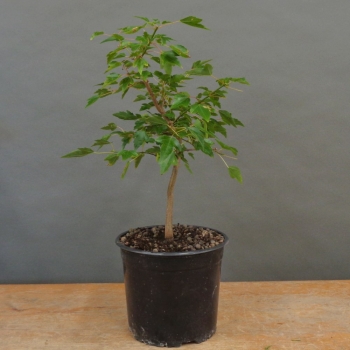 Acer buergerianum, Dreispitzahorn