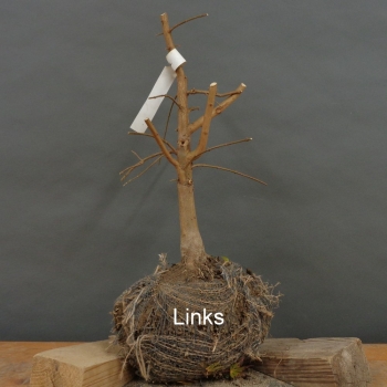 Acer buergerianum, Dreispitzahorn