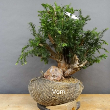 Taxus baccata Gemeine Eibe