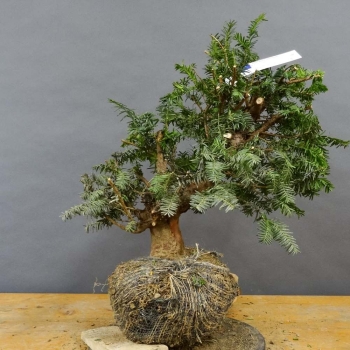 Taxus baccata Gemeine Eibe