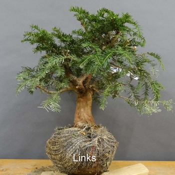 Taxus baccata Gemeine Eibe