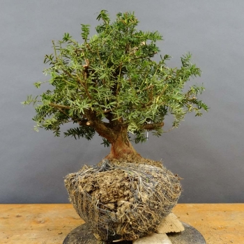 Taxus baccata Gemeine Eibe