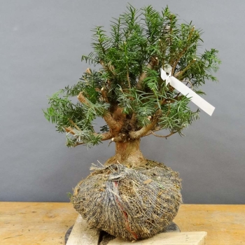 Taxus baccata Gemeine Eibe