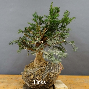 Taxus baccata Gemeine Eibe