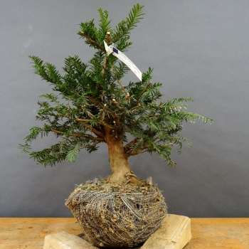 Taxus baccata Gemeine Eibe