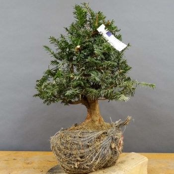 Taxus baccata Gemeine Eibe
