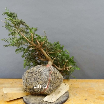 Taxus baccata Gemeine Eibe
