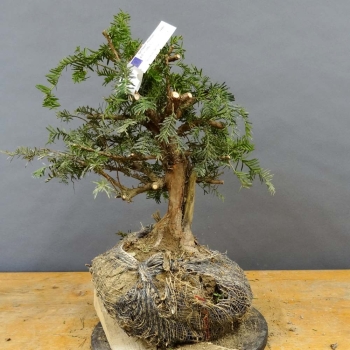 Taxus baccata Gemeine Eibe