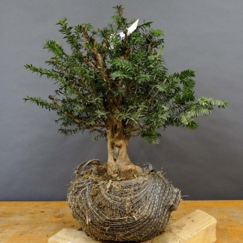 Taxus baccata Gemeine Eibe