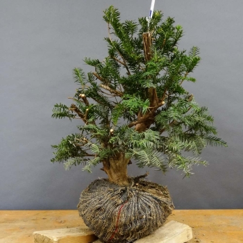 Taxus baccata Gemeine Eibe
