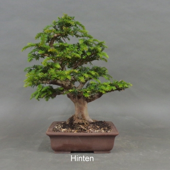 Preview: Bonsai, Taxus baccata, hinten