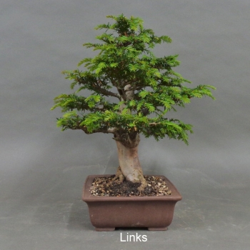 Preview: Bonsai, Taxus baccata, links