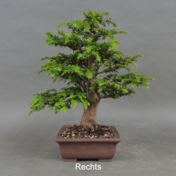 Preview: Bonsai, Taxus baccata, rechts