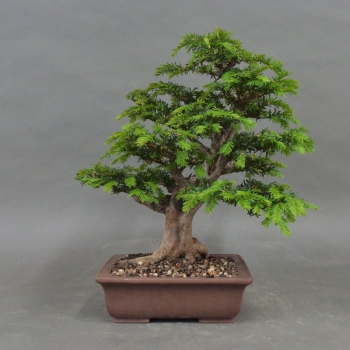 Bonsai, Taxus baccata, vorn