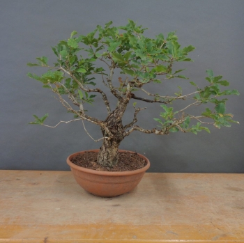 Stieleiche - Quercus robur R1