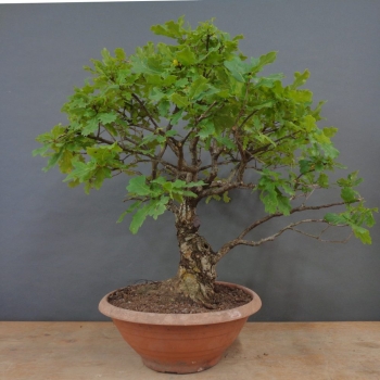 Stieleiche - Quercus robur R2