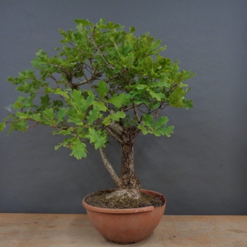 Stieleiche - Quercus robur R3