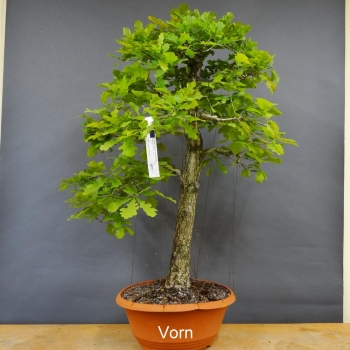 Bonsai, Eiche