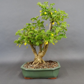 Erbsenstrauch - Caragana arborescens 2