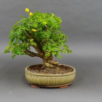 Erbsenstrauch - Caragana arborescens 1