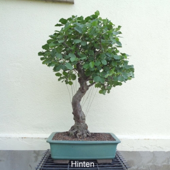 Preview: Bonsai, Schwarzerle, Alnus, hinten