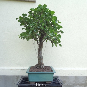 Preview: Bonsai, Schwarzerle, Alnus, links
