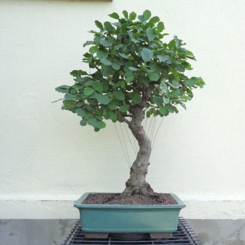 Preview: Bonsai, Schwarzerle, Alnus, vorn