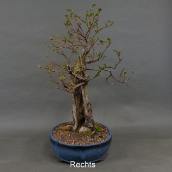 Preview: Bonsai, Schwarzerle, Alnus, rechts