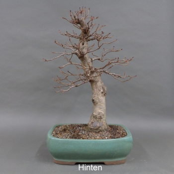 Preview: Bonsai, Schwarzerle, Alnus, hinten