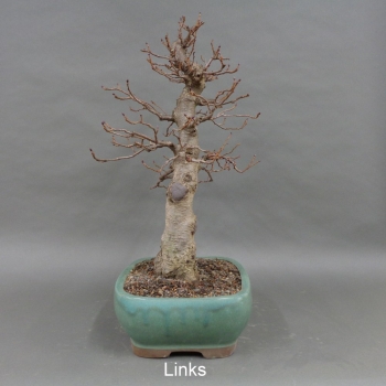 Preview: Bonsai, Schwarzerle, Alnus, links