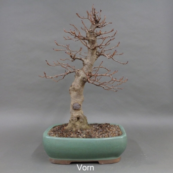 Bonsai, Schwarzerle, Alnus, vorn