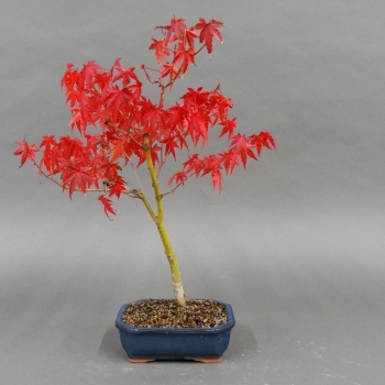 Acer palmatum Fächerahorn