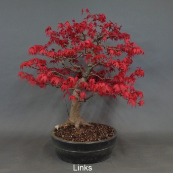 Preview: Bonsai, Faecherahorn