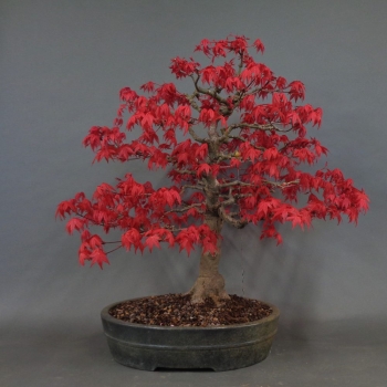 Bonsai, Faecherahorn