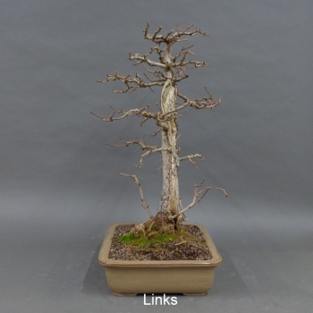 Preview: Bonsai Acer campestre links